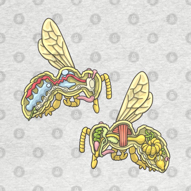 Honey Bee Anatomy Illustration by taylorcustom
